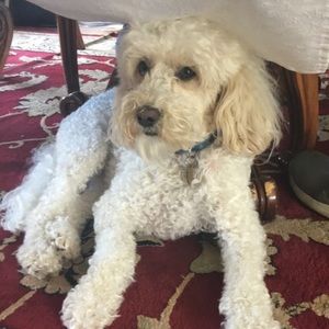 Meet your Posher, Molly